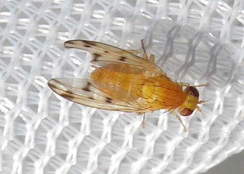 Homoneura sp.
